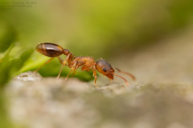 Temnothorax sordidulus - füstös kéreghangya