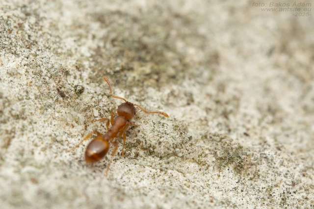 Temnothorax sordidulus - füstös kéreghangya