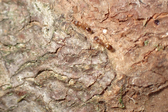 Temnothorax sordidulus - füstös kéreghangya