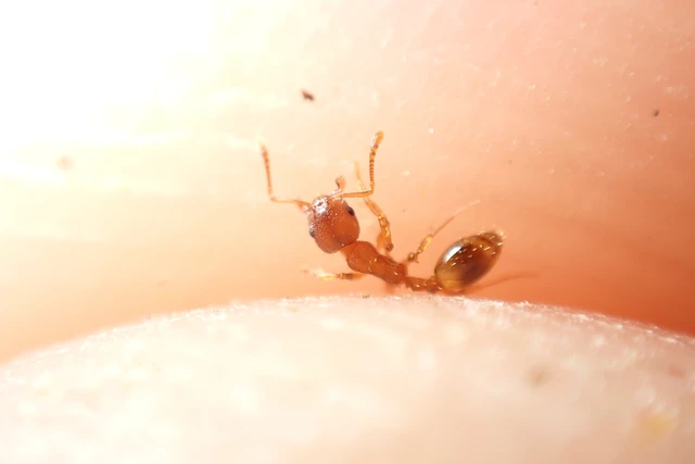 Temnothorax sordidulus - füstös kéreghangya