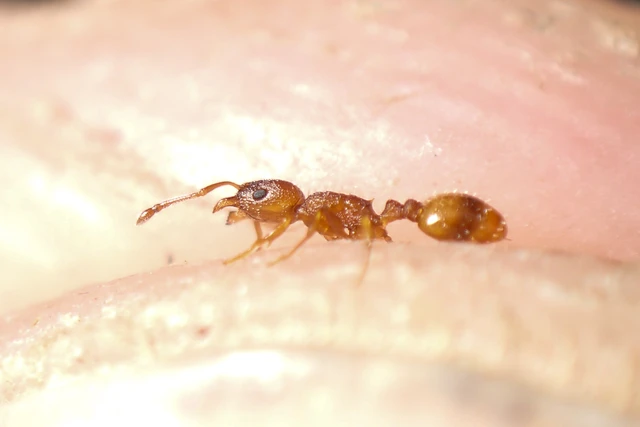 Temnothorax sordidulus - füstös kéreghangya