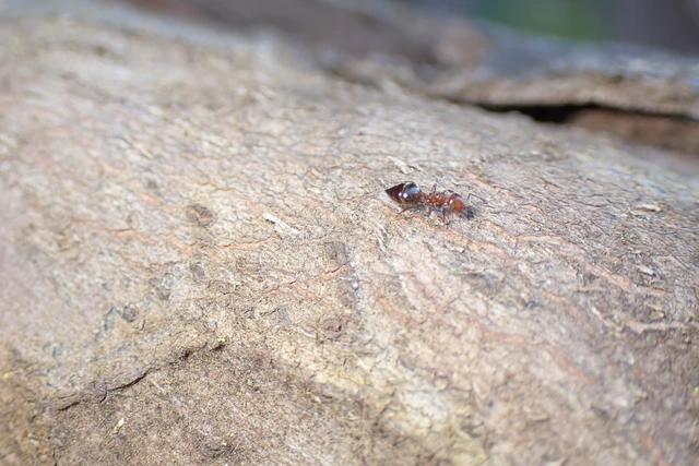 Crematogaster schmidti - vörös szívhangya