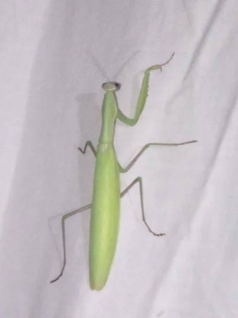 Mantodea - Fogólábúak