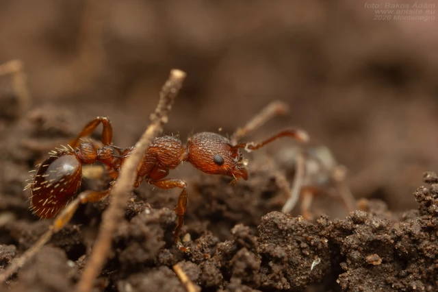 Myrmica specioides - pusztai bütyköshangya