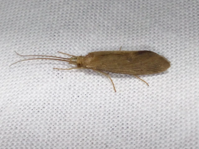 Trichoptera - Tegzesek