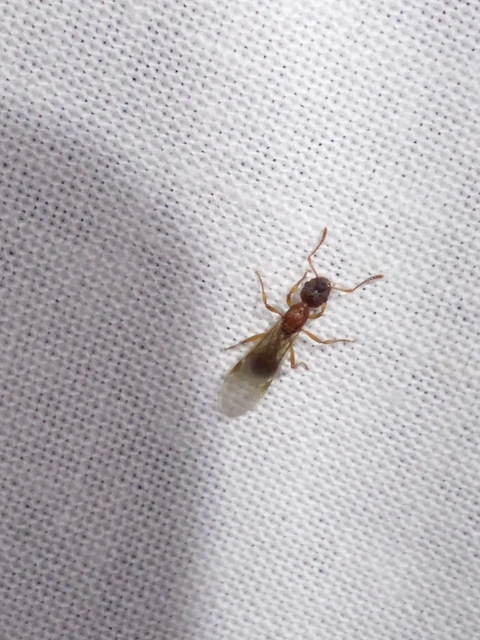Myrmica