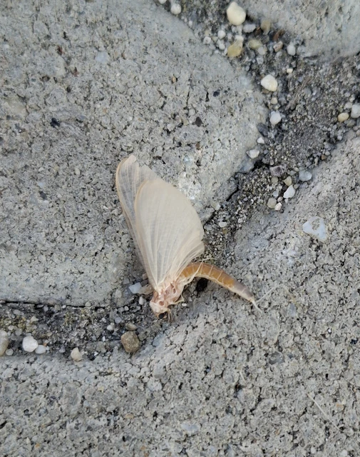 Ephemeroptera - Kérészek