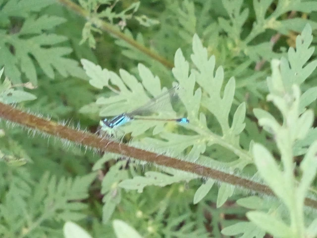 Ischnura elegans pontica - kéköves légivadász