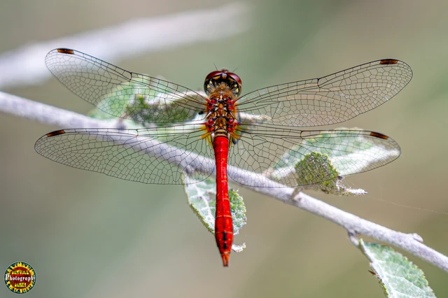 Sympetrum sanguineum - vörös katona-szitakötő