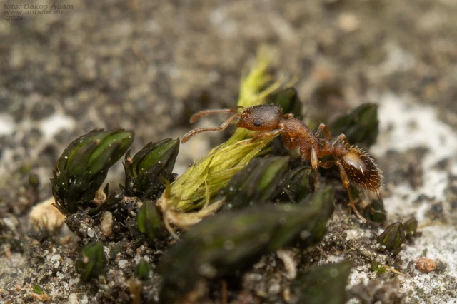 Temnothorax sordidulus - füstös kéreghangya