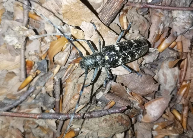 Monochamus