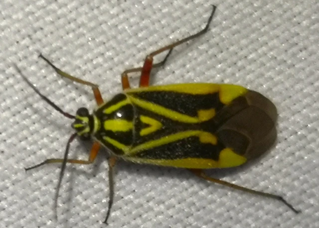 Brachycoleus decolor