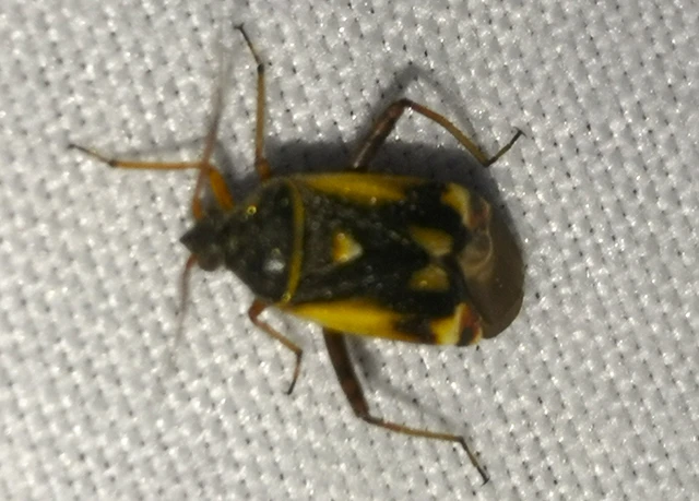 Polymerus