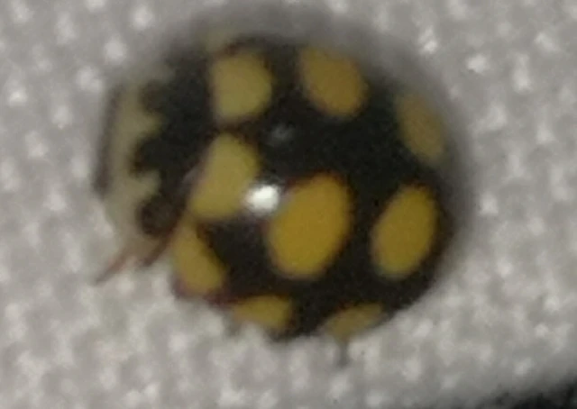 Coccinula quatuordecimpustulata - feketesárga katóka