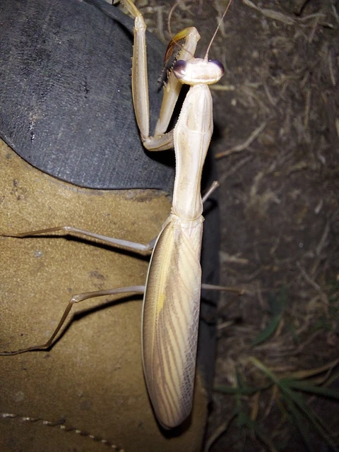 Mantis religiosa - imádkozósáska Mantis religiosa - imádkozósáska