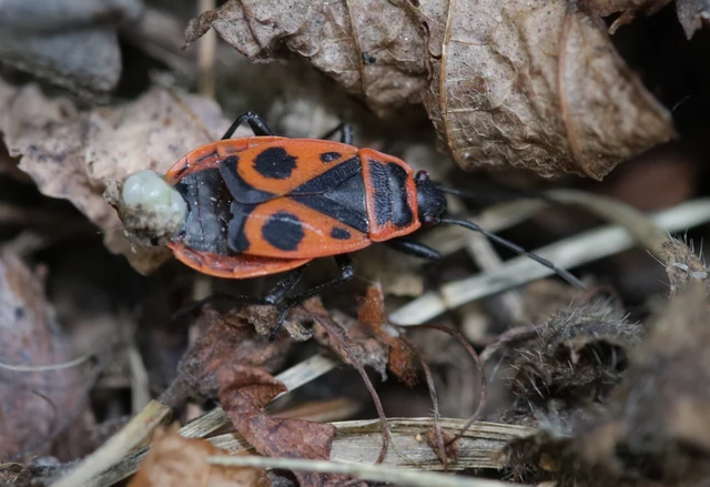 Pyrrhocoris apterus - verőköltő poloska