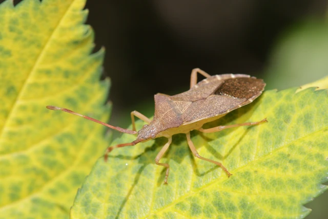 Gonocerus acuteangulatus - aranypetés karimáspoloska