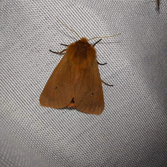 Phragmatobia fuliginosa - füstös medvelepke