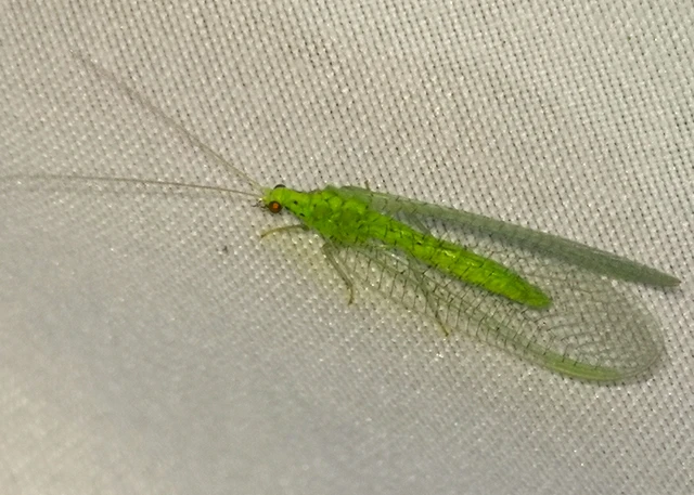 Neuroptera - Recésszárnyúak Neuroptera - Recésszárnyúak