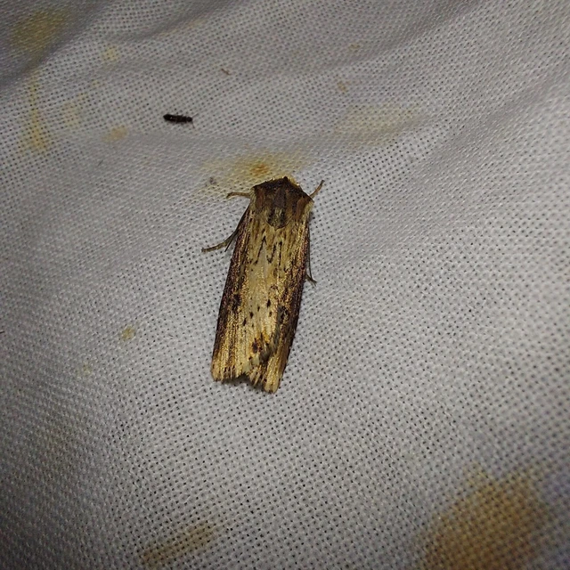 Axylia putris - vonalkás földibagoly