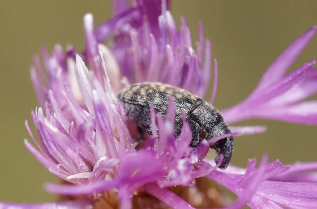 Larinus obtusus - imola-púderbarkó Larinus obtusus - imola-púderbarkó
