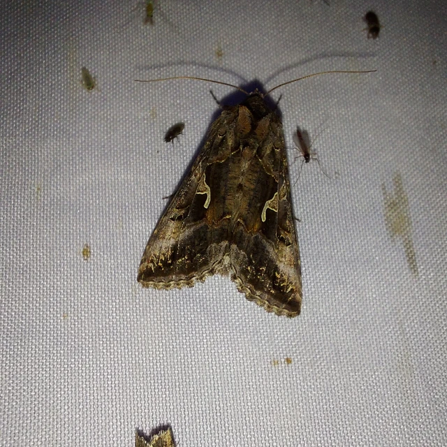 Autographa gamma - gammalepke