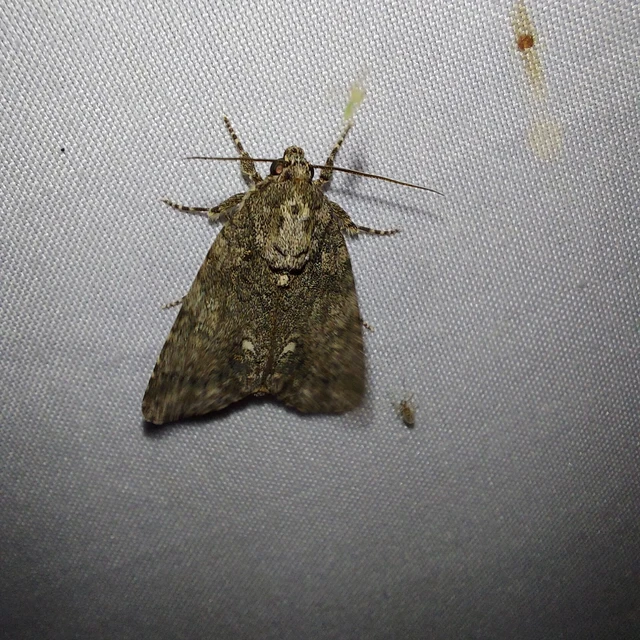 Acronicta rumicis - sóska-szigonyosbagoly Acronicta rumicis - sóska-szigonyosbagoly