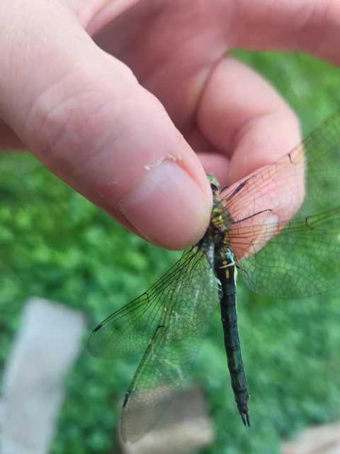 Somatochlora meridionalis - déli smaragdszitakötő