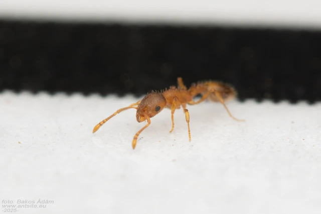 Temnothorax sordidulus - füstös kéreghangya