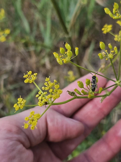 Hymenoptera - Hártyásszárnyúak