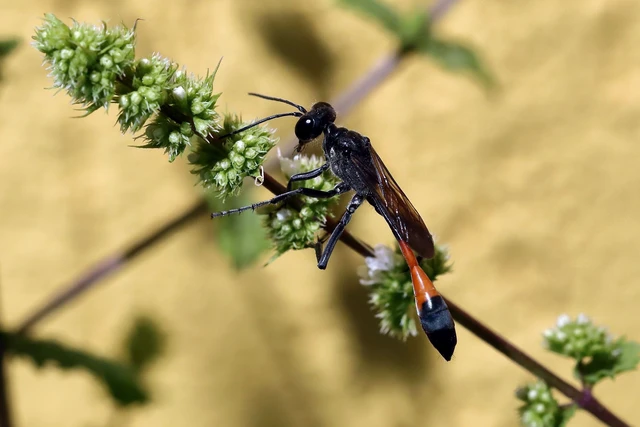 Ammophila Ammophila