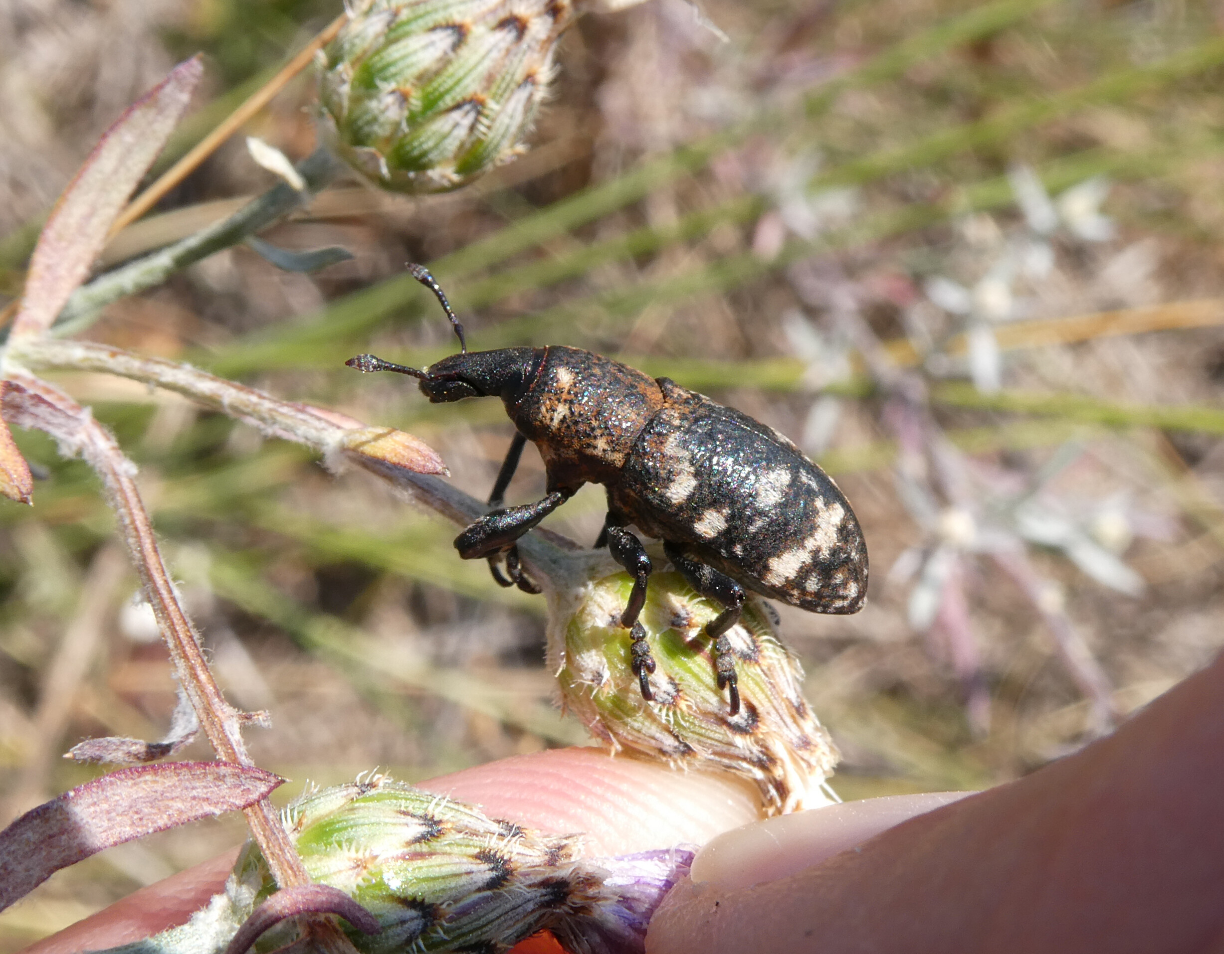 Adosomus roridus - fehérfoltos ürömbarkó