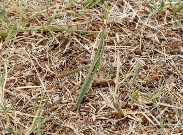Acrida ungarica - sisakos sáska Acrida ungarica - sisakos sáska