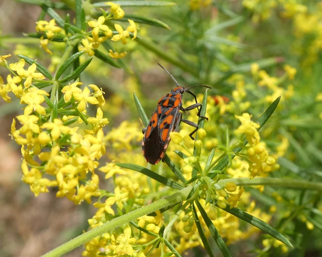 Spilostethus saxatilis - virágbodobács Spilostethus saxatilis - virágbodobács