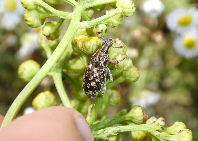 Cyphocleonus dealbatus - márványos barkó Cyphocleonus dealbatus - márványos barkó