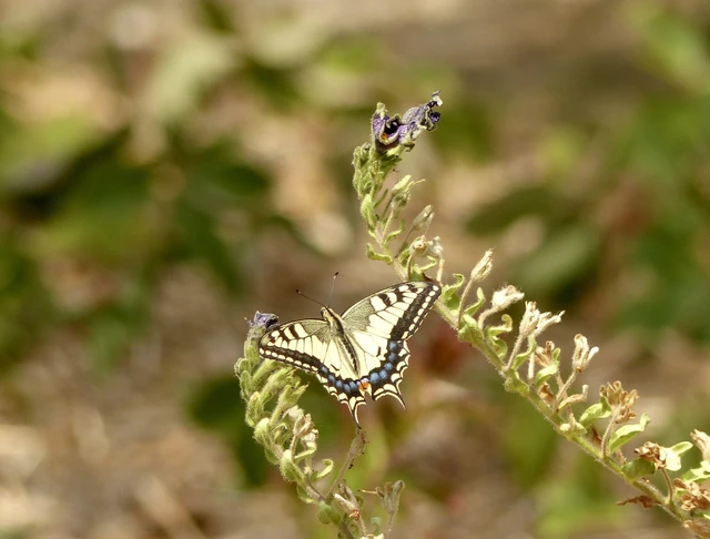 Papilio machaon - fecskefarkú lepke