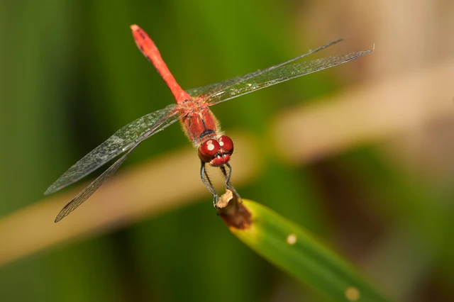 Sympetrum sanguineum - vörös katona-szitakötő