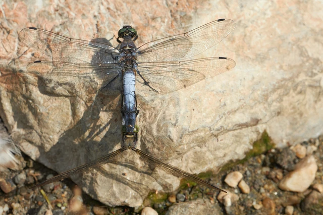 Orthetrum cancellatum - feketefarkú pásztorszitakötő