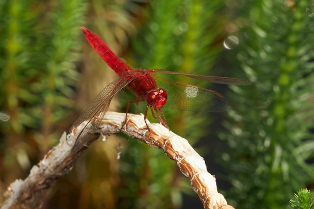 Crocothemis erythraea - skarlát szitakötő