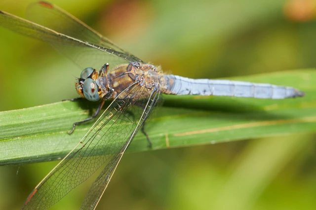 Orthetrum coerulescens - karcsú pásztorszitakötő