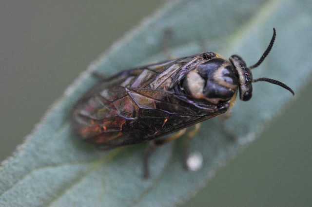 Hymenoptera - Hártyásszárnyúak