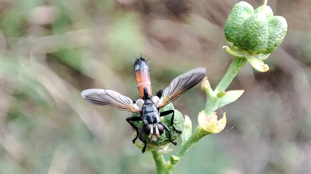 Cylindromyia