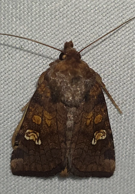 Amphipoea