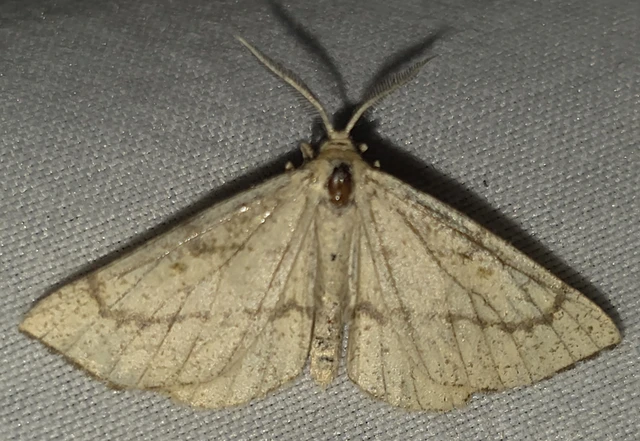 Hypoxystis pluviaria - hegyesszárnyú lápiaraszoló