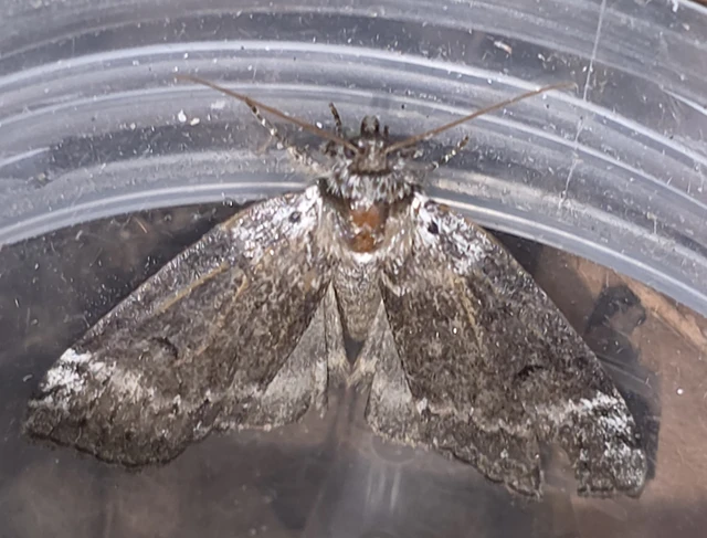 Tetheella fluctuosa - nyírfa-pihésszövő
