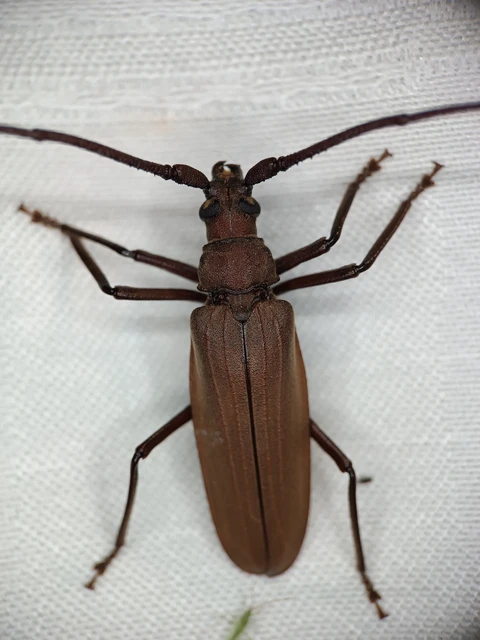 Aegosoma scabricorne - diófacincér