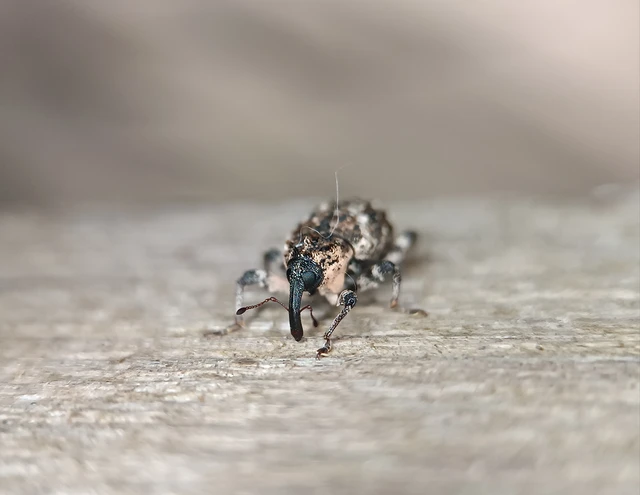 Cryptorhynchus lapathi - tarka fűzormányos Cryptorhynchus lapathi - tarka fűzormányos