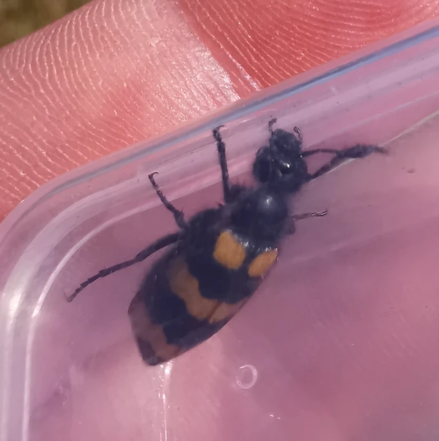 Mylabris variabilis - szalagos hólyaghúzó