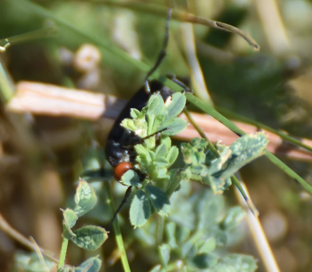 Epicauta rufidorsum - hollóbogár