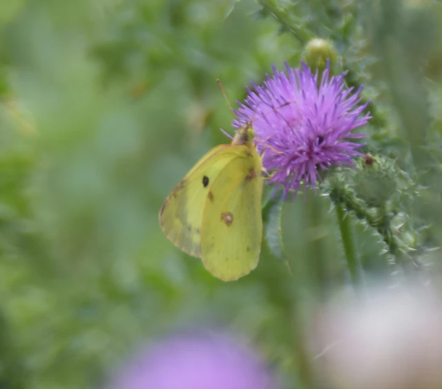 Colias alfacariensis - déli kéneslepke Colias alfacariensis - déli kéneslepke